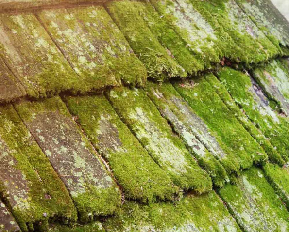 moss growing on roof tiles